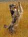 autumn26_small.jpg