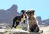 corsica17_small.jpg