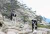 corsica36_small.jpg