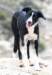corsica37_small.jpg
