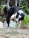 corsica39_small.jpg