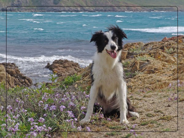 corsica02.jpg
