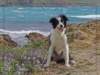 corsica02_small.jpg