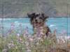 corsica03_small.jpg