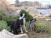 corsica41_small.jpg