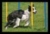 agi0737_small.jpg