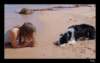 dsc06600_small.jpg