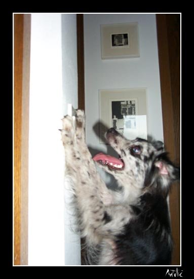 triki39.jpg