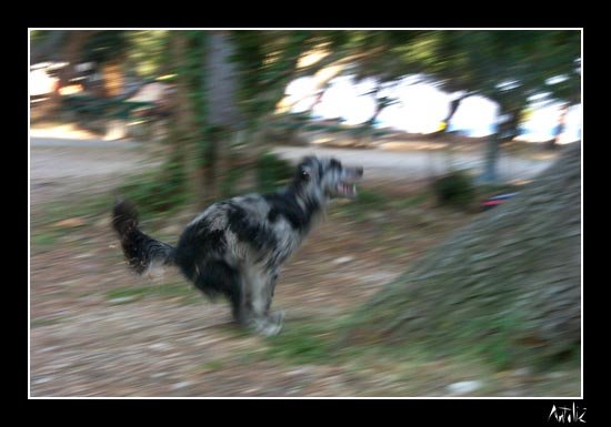 triki43.jpg
